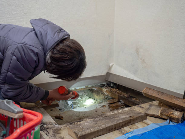 Best Attic Mold Removal  in Las Cruces, NM