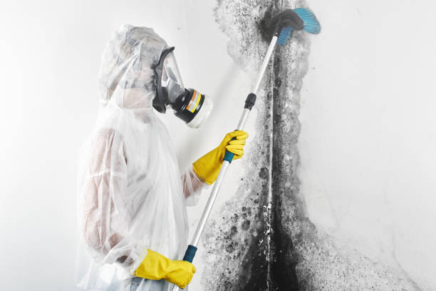 Las Cruces, NM Mold Removal Company