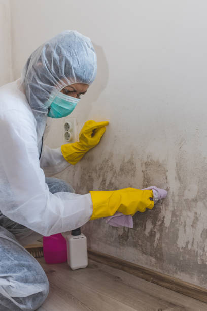 Best Mold-Related Health Consultation  in Las Cruces, NM