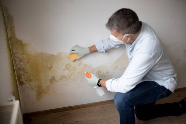 Biohazard Mold Removal in Las Cruces, NM